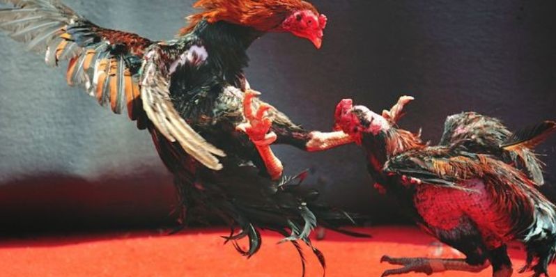 Đa dạng trận đấu khác nhau