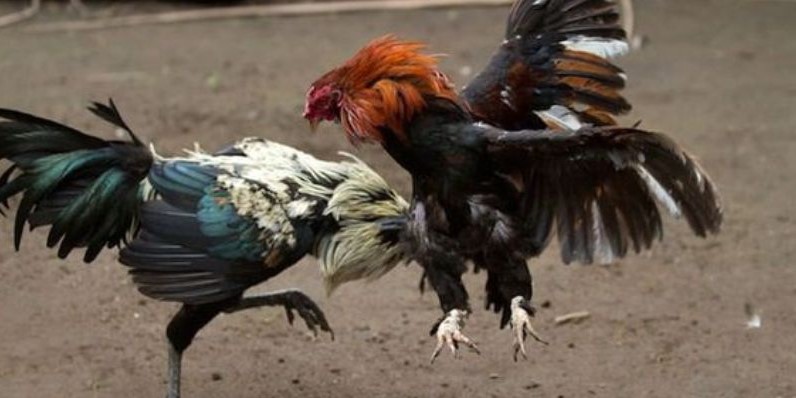 Dễ chơi dễ đặt cược